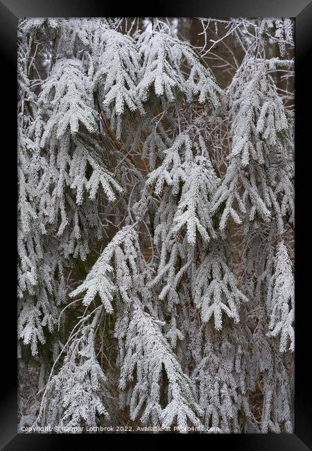 Frozen tree branches Framed Print by Ragnar Lothbrok
