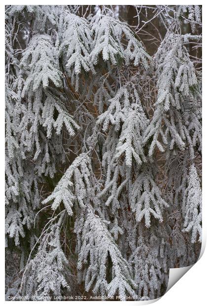 Frozen tree branches Print by Ragnar Lothbrok
