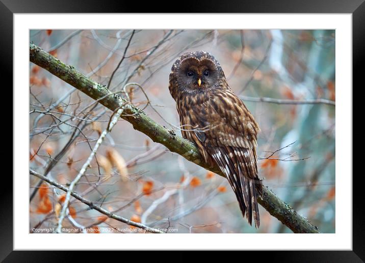 Ural owl perched on a branch Framed Mounted Print by Ragnar Lothbrok