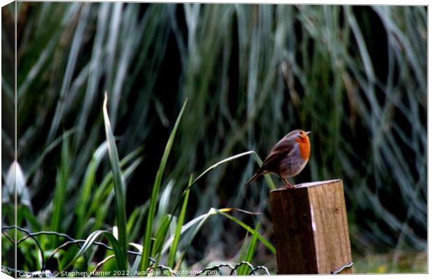 Majestic Robin on Fence Post Canvas Print by Stephen Hamer