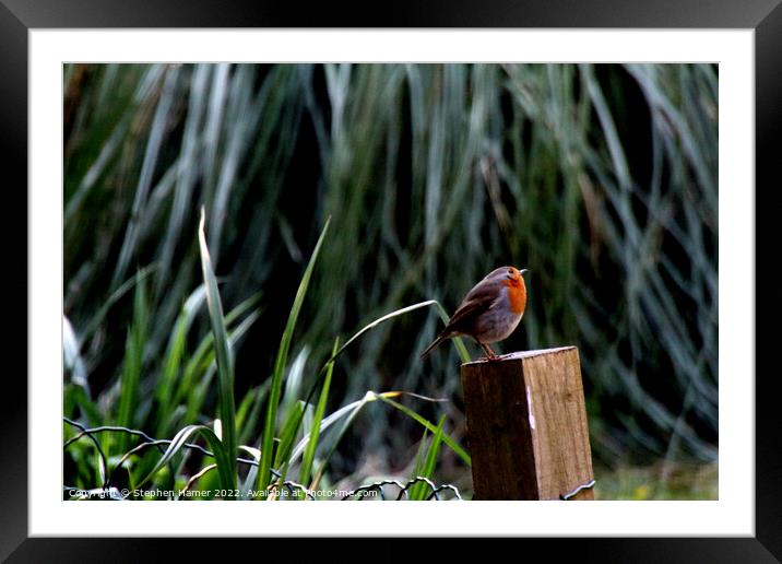 Majestic Robin on Fence Post Framed Mounted Print by Stephen Hamer