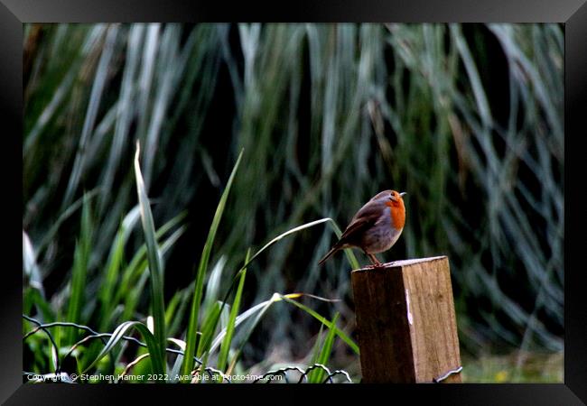 Majestic Robin on Fence Post Framed Print by Stephen Hamer