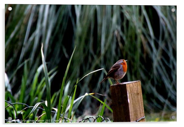 Majestic Robin on Fence Post Acrylic by Stephen Hamer