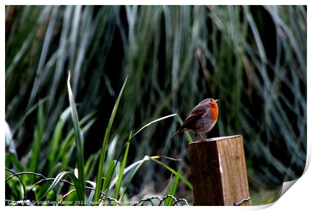 Majestic Robin on Fence Post Print by Stephen Hamer