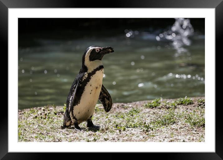 African Penguin By The Water Framed Mounted Print by Artur Bogacki