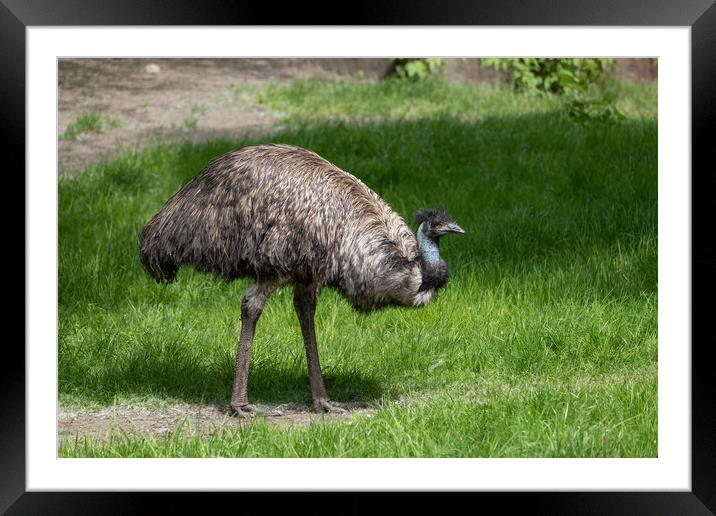 Emu Bird In The Meadow Framed Mounted Print by Artur Bogacki
