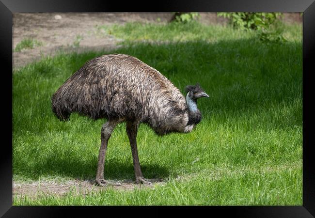 Emu Bird In The Meadow Framed Print by Artur Bogacki