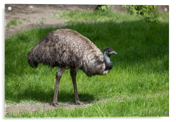 Emu Bird In The Meadow Acrylic by Artur Bogacki
