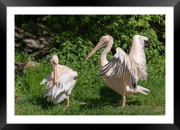 Great White Pelicans Couple Framed Mounted Print by Artur Bogacki