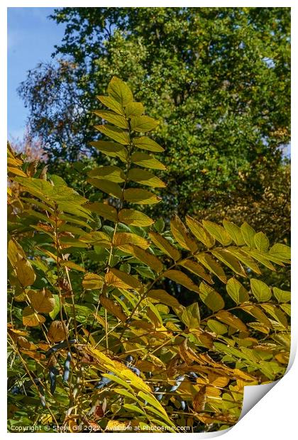 Leaves on an Autumn Japanese Angelica Tree. Print by Steve Gill