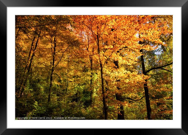 Autumn ocher colors in the forest - Orton glow Edition  Framed Mounted Print by Jordi Carrio