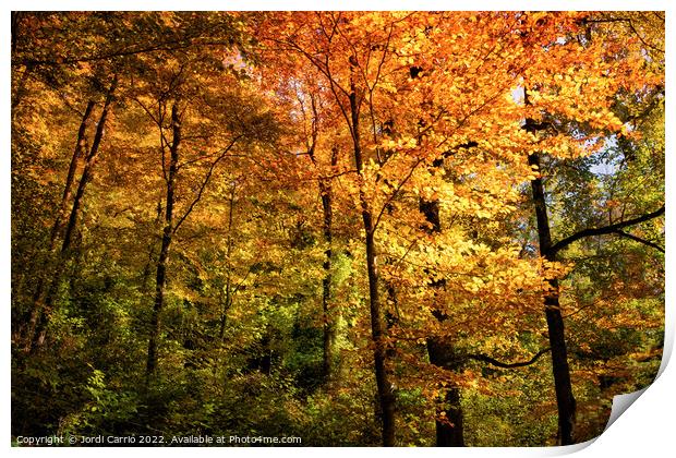 Autumn ocher colors in the forest - Orton glow Edition  Print by Jordi Carrio