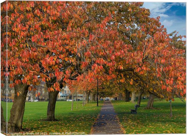Cherry Tree Foliage on a Straight Path in Autumn. Canvas Print by Steve Gill