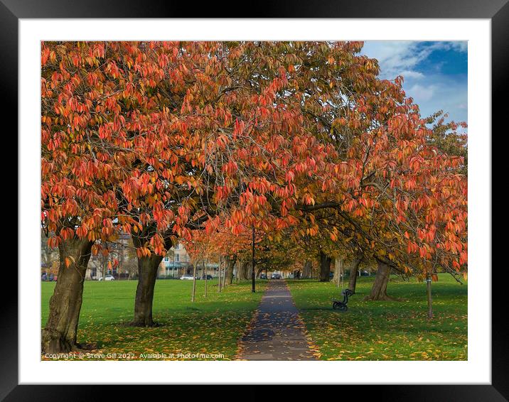 Cherry Tree Foliage on a Straight Path in Autumn. Framed Mounted Print by Steve Gill