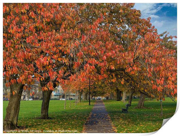 Cherry Tree Foliage on a Straight Path in Autumn. Print by Steve Gill