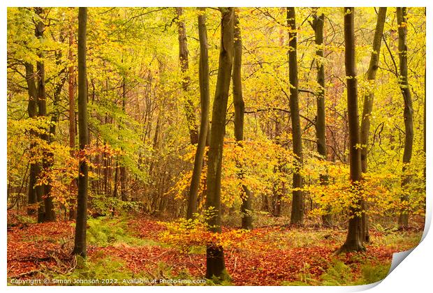 Autumn woodland hire Print by Simon Johnson