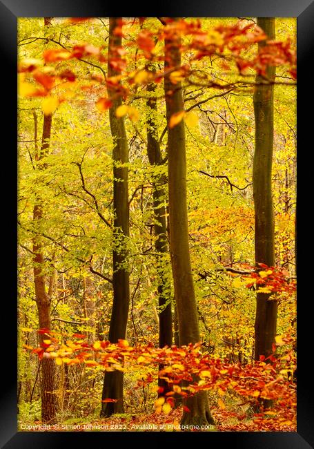 Autumn Woodland Framed Print by Simon Johnson