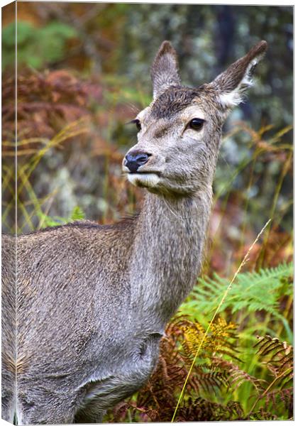 Red Deer In Glen Etive Canvas Print by Richard Nicholls
