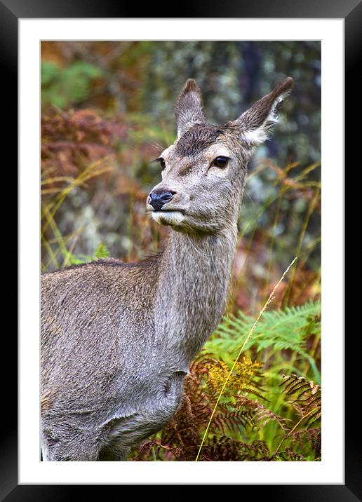 Red Deer In Glen Etive Framed Mounted Print by Richard Nicholls