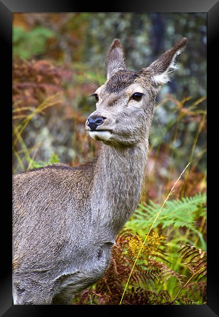 Red Deer In Glen Etive Framed Print by Richard Nicholls