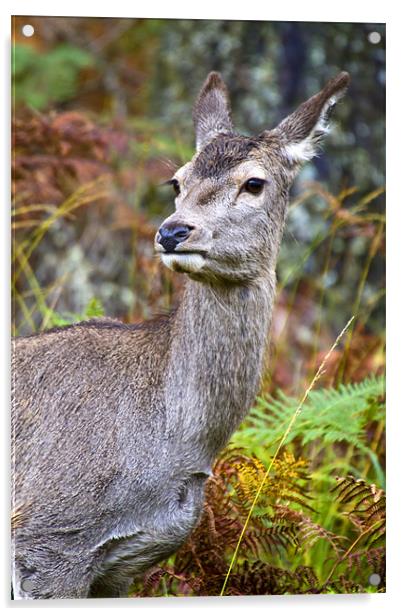 Red Deer In Glen Etive Acrylic by Richard Nicholls