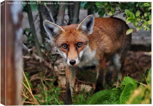 A fox standing in the grass Canvas Print by Peter Barrett