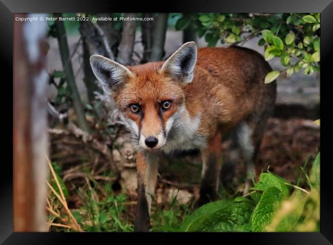 A fox standing in the grass Framed Print by Peter Barrett