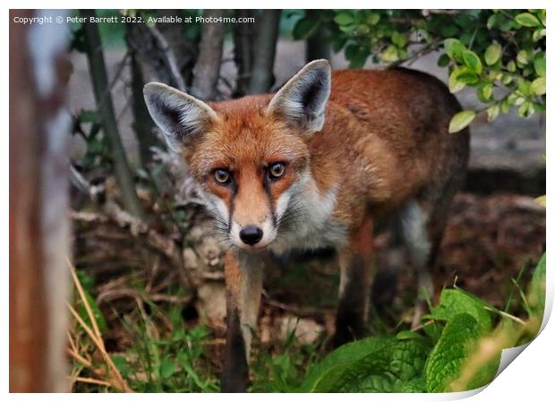 A fox standing in the grass Print by Peter Barrett