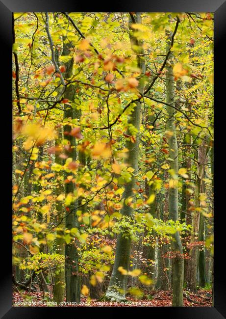 Plant tree Framed Print by Simon Johnson