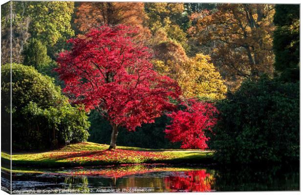 A ripe red maple with a generous sprinkling of leaves like confetti around it.  Canvas Print by Sophie Lawrence
