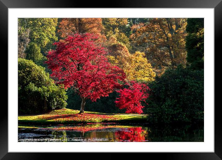 A ripe red maple with a generous sprinkling of leaves like confetti around it.  Framed Mounted Print by Sophie Lawrence