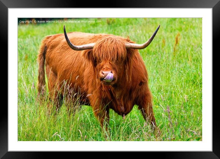 A highland cow sticks out its tongue ! Framed Mounted Print by Navin Mistry