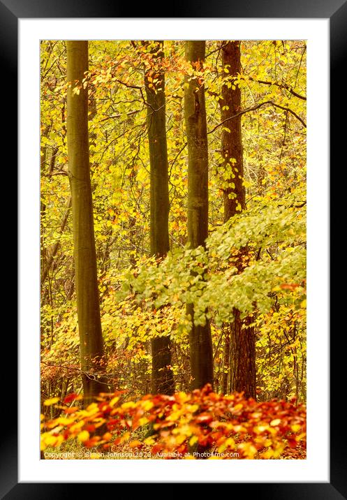  Autumn woodland  Framed Mounted Print by Simon Johnson