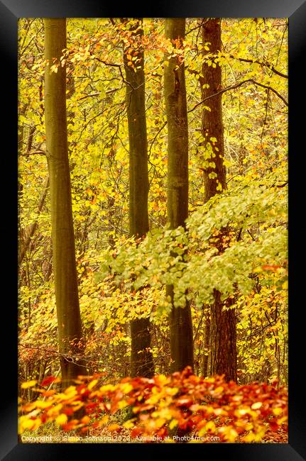  Autumn woodland  Framed Print by Simon Johnson