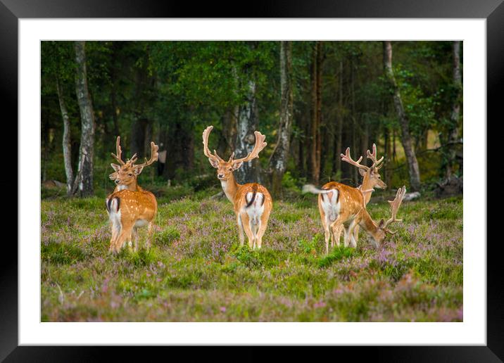 New Forest Residents... Framed Mounted Print by Elzbieta Sosnowski