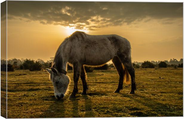 Forest Pony... Canvas Print by Elzbieta Sosnowski