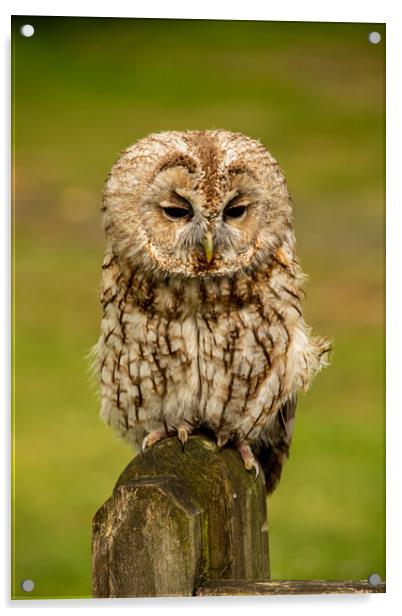 Little Owl.. Acrylic by Elzbieta Sosnowski