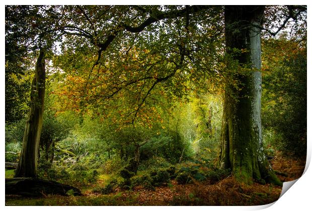 Rain in the Forest... Print by Elzbieta Sosnowski