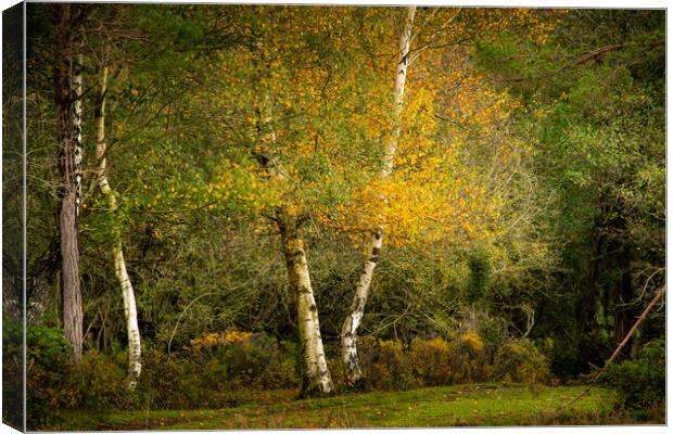 Birch... Canvas Print by Elzbieta Sosnowski