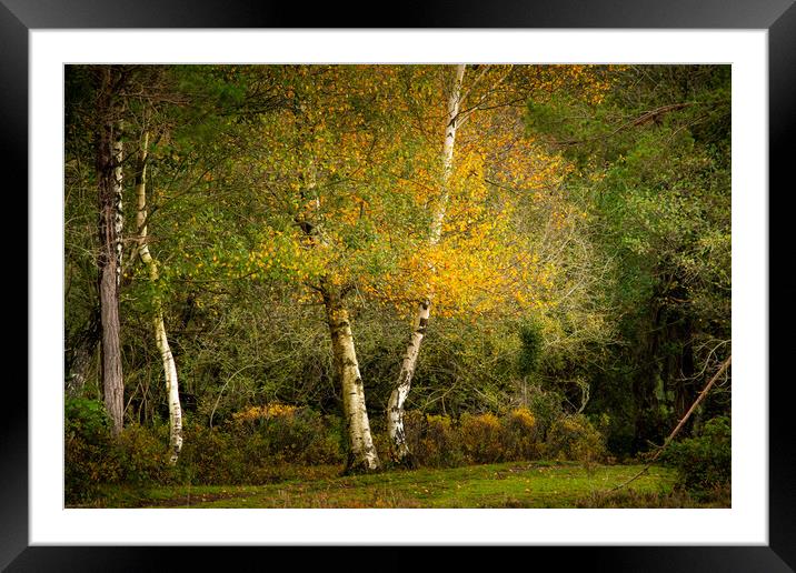 Birch... Framed Mounted Print by Elzbieta Sosnowski