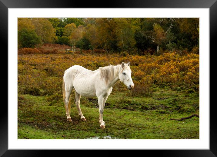 Natural Beauty in Natural Environment... Framed Mounted Print by Elzbieta Sosnowski