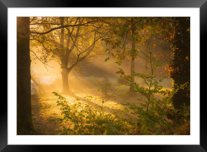 A misty woodland Dumfries  Framed Mounted Print by christian maltby