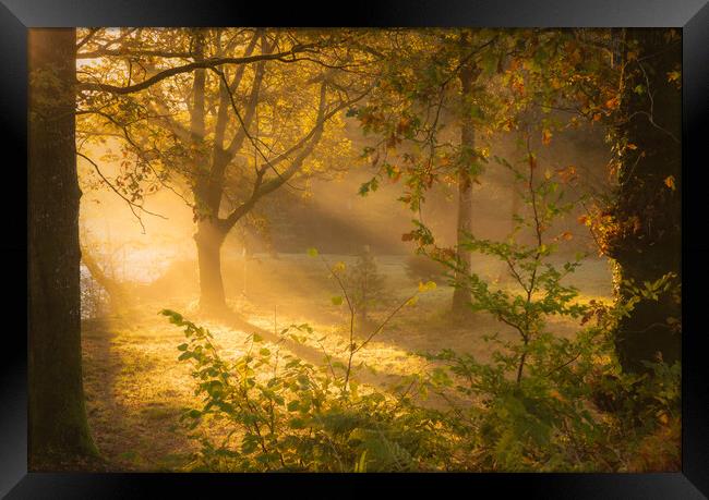 A misty woodland Dumfries  Framed Print by christian maltby