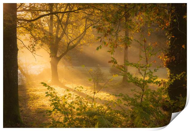 A misty woodland Dumfries  Print by christian maltby