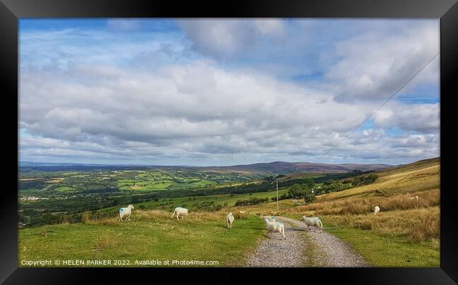 Betws Mountain sheep Framed Print by HELEN PARKER