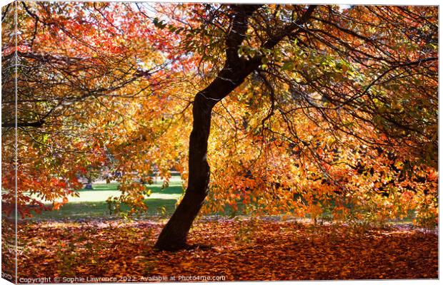 A canopy and a carpet of autumn hues Canvas Print by Sophie Lawrence