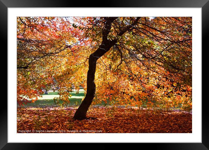 A canopy and a carpet of autumn hues Framed Mounted Print by Sophie Lawrence