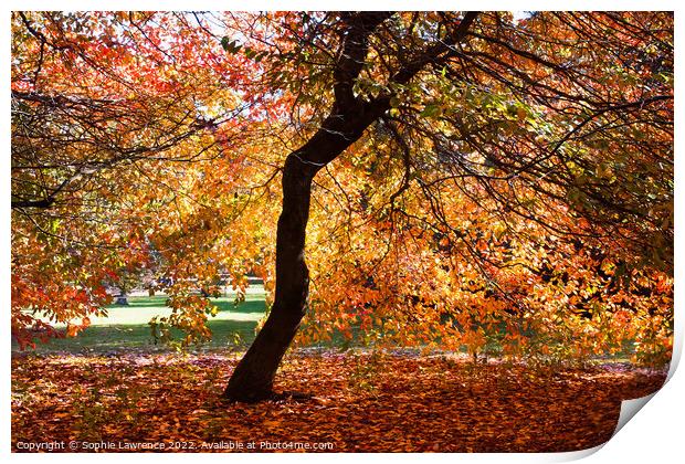 A canopy and a carpet of autumn hues Print by Sophie Lawrence