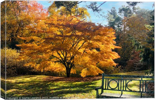 Another glorious acer  with yellow and orange tone Canvas Print by Sophie Lawrence