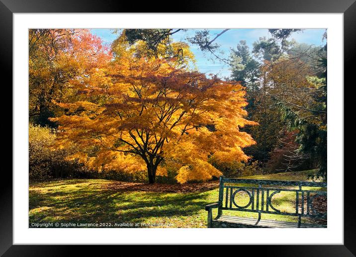 Another glorious acer  with yellow and orange tone Framed Mounted Print by Sophie Lawrence